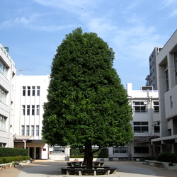 1/17(土)オンライン学校説明会を開催！　新渡戸文化